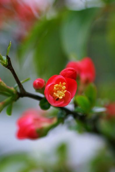 古诗红梅赞,赞美红梅傲雪凌霜气质的诗句