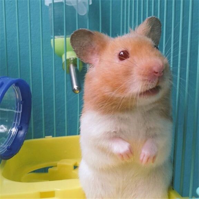 小仓鼠可以只吃胡萝卜不吃鼠粮吗,为什么仓鼠比较喜欢抱着牙签啃