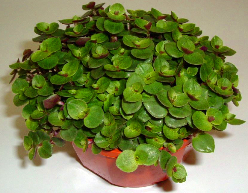 陆龟最喜欢的蔬菜,陆龟爱吃什么