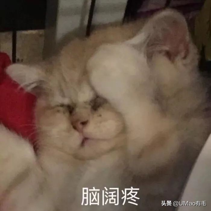 猫感冒会传染其他猫吗,猫感冒了有哪几种表现
