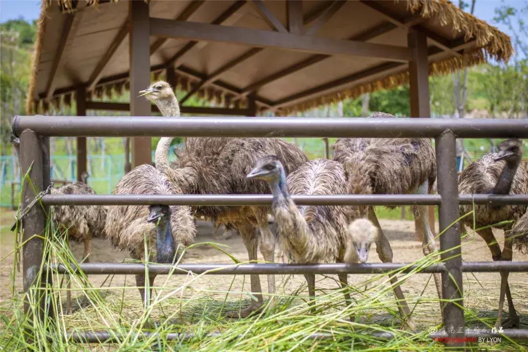 去南京金牛湖野生动物王国堵车吗,南京金牛湖野生动物王国最新活动