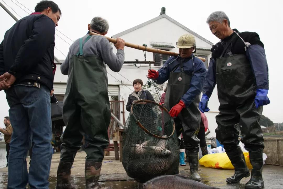 无锡甘露青鱼最新消息,无锡甘露青鱼真空包装