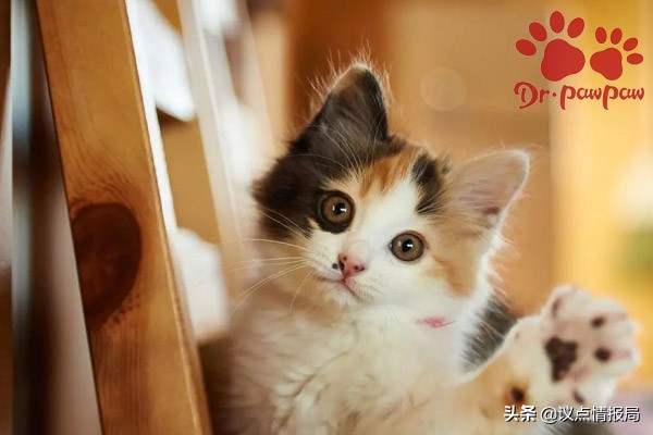 爪爪博士宠物怎么样,爪爪博士副作用