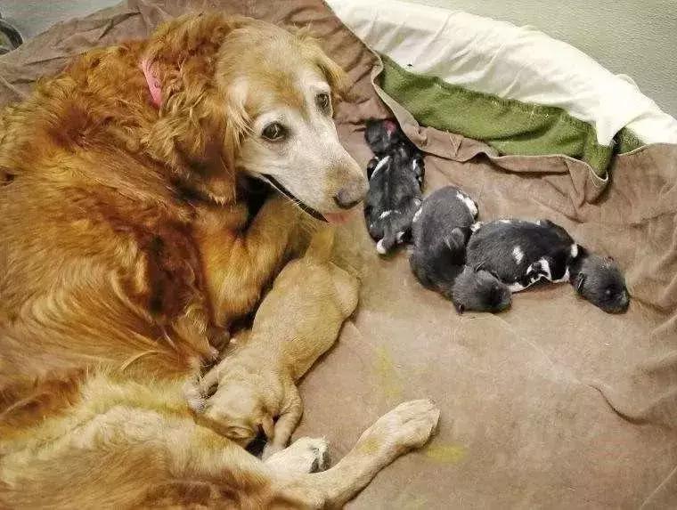 狗狗要生前有什么征兆,狗狗出生3天注意事项