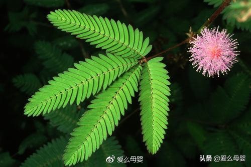 不容易怀孕的人适合养什么花,怀孕后家里适合养什么花