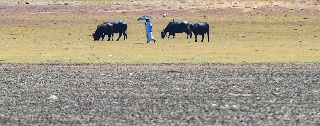 农村最大的产业,农民最容易发财的行业