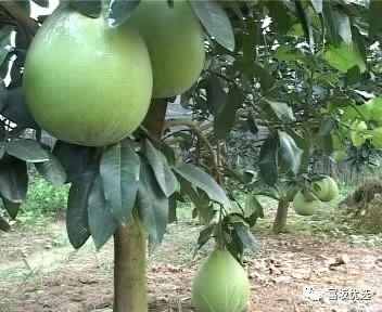 平和琯溪蜜柚味道怎么样,福建平和蜜柚什么时候最好吃