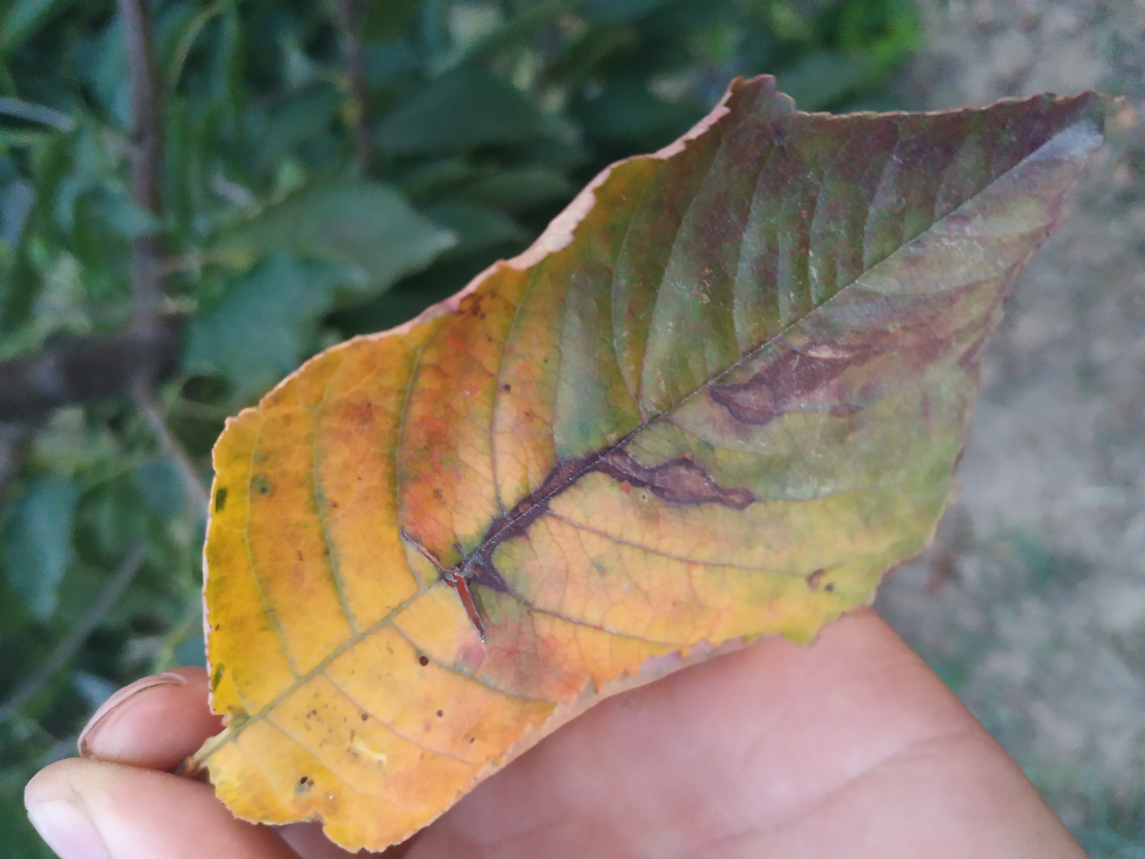 樱桃树几月落叶正常,樱桃树几月份落叶正常