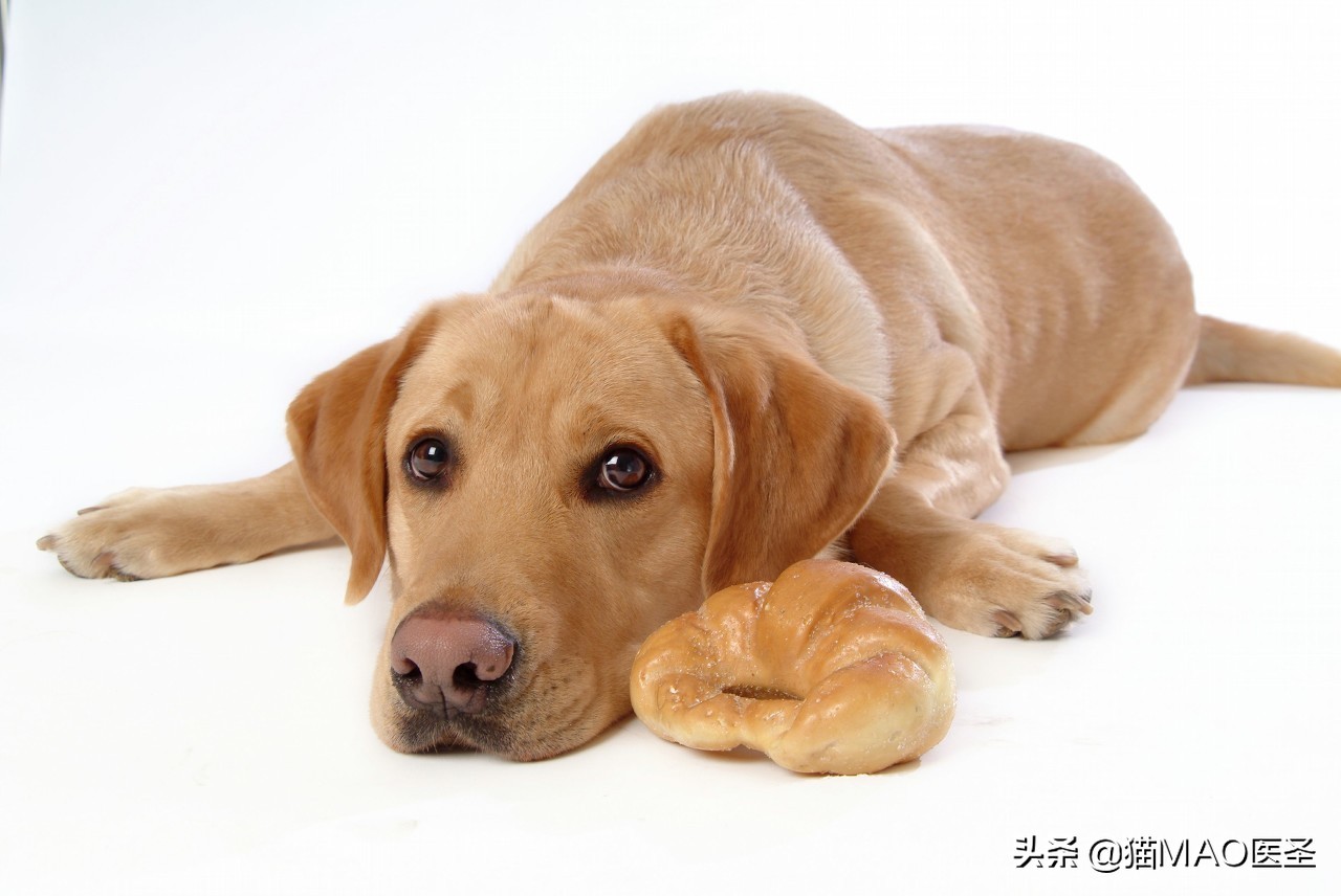 宠物公猫尿血的原因 (猫咪尿血和尿蛋白怎么办)