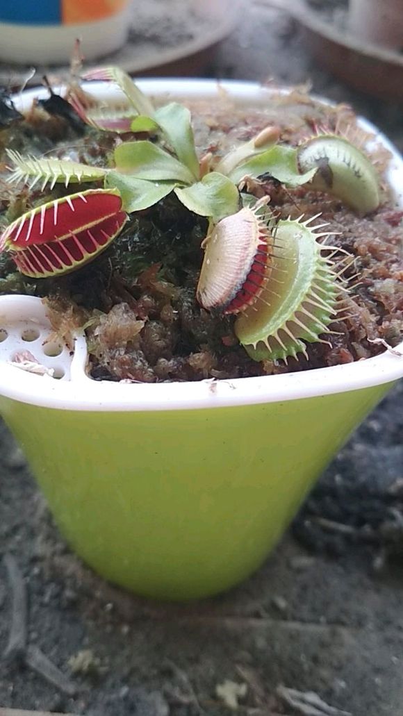 捕蝇草夹子变黑是怎么回事,捕蝇草夹子变黑变干怎么办