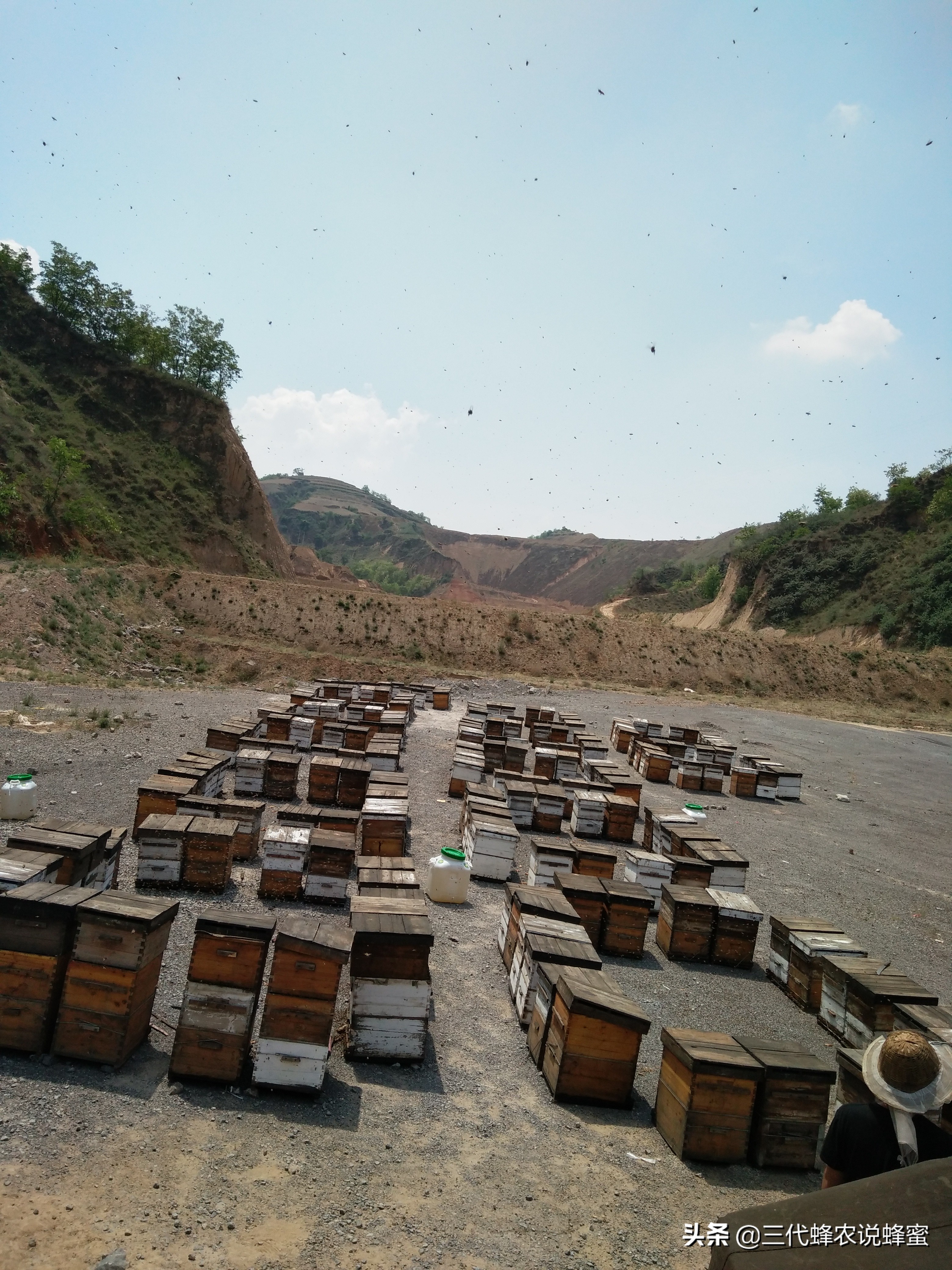 养蜂要懂的技术技巧有哪些,养蜂达到高产诱蜂最快方法