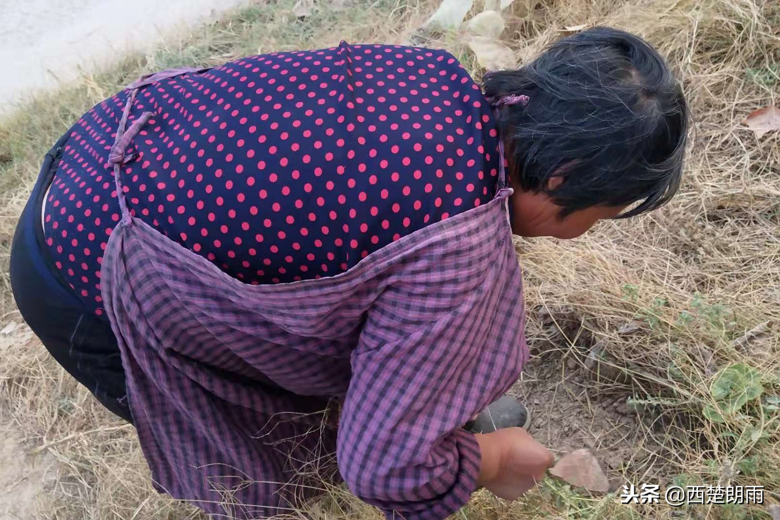 75岁老人双手磨破捉虫想“救”血癌孙，儿子泪拒：吃了会害了孩子