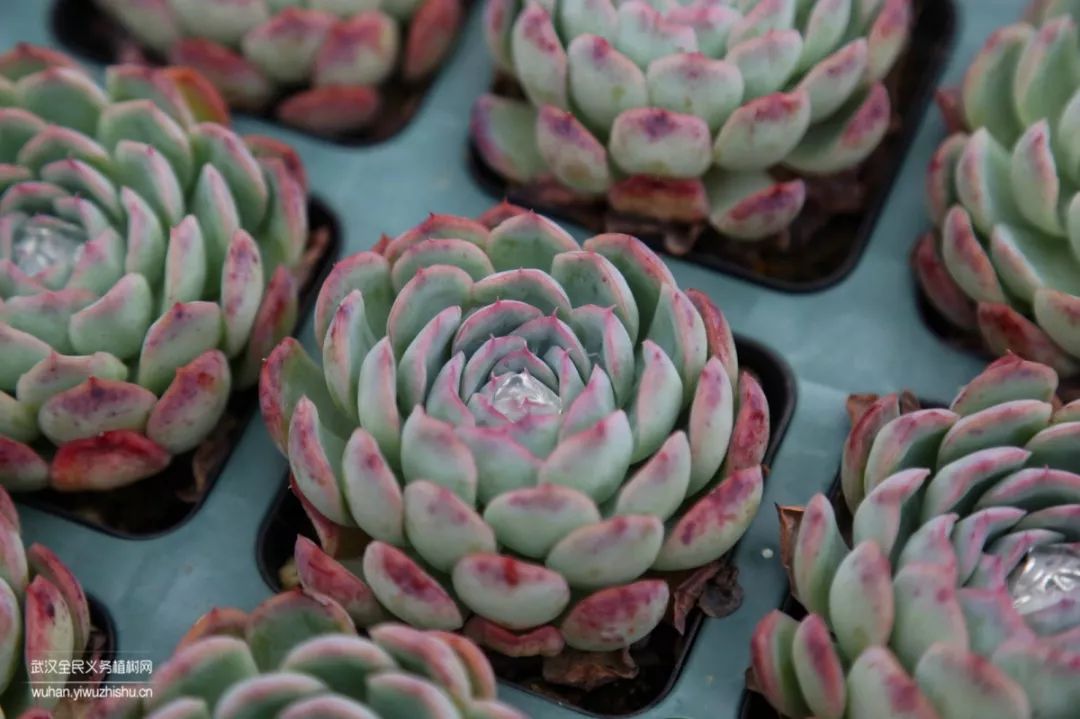 园艺沙龙|前方高能！一大波人相约逛花市，究竟淘了些啥？