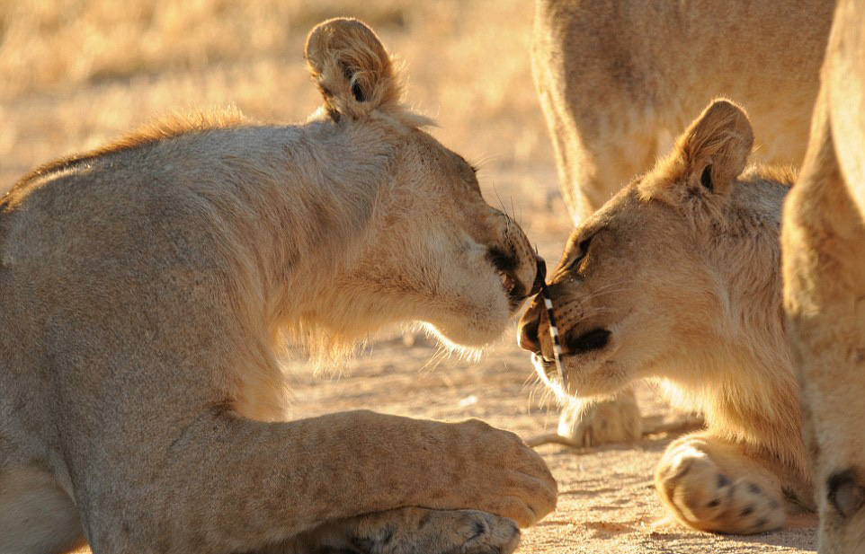 狮子VS豪猪，从非洲殖民时代说起，食人狮与豪猪也脱不开关系