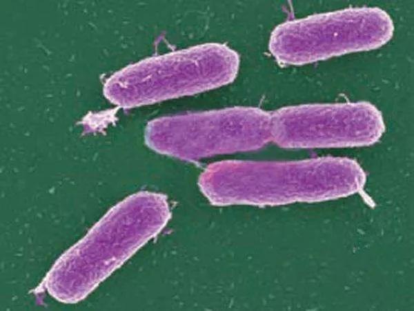 「菲常有料」年度聚餐，谨防一人传染一桌的疾病