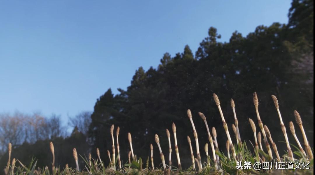 值得看的电影春天,春天的电影名字