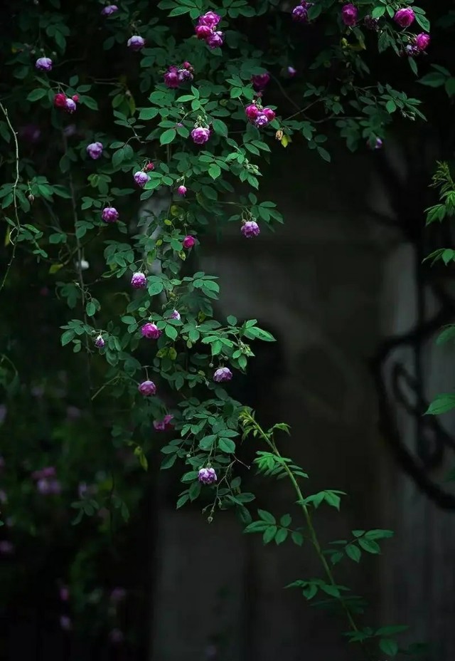 信手辞春，浅夏茵茵，时光清浅，许你安然