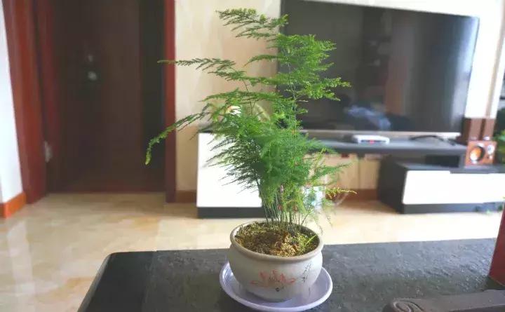 什么花吸甲醛油烟,能吸甲醛油烟的20种植物家家必养