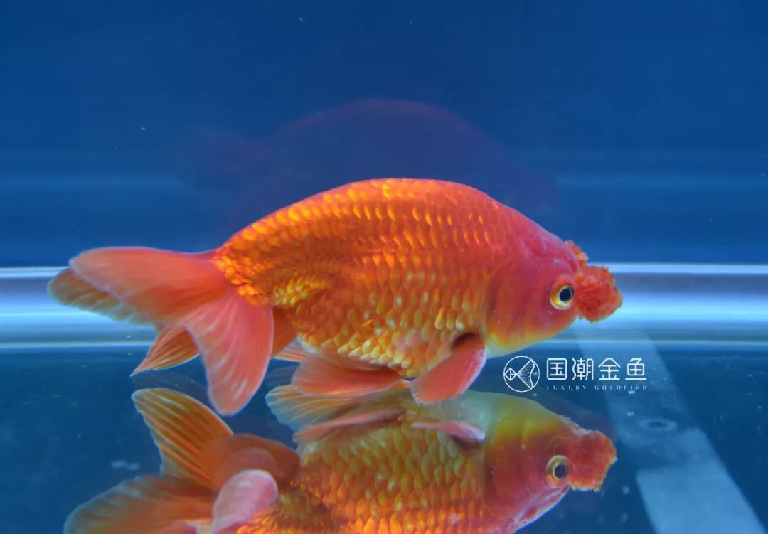 中国金鱼历史简介,中国金鱼鉴赏与文化