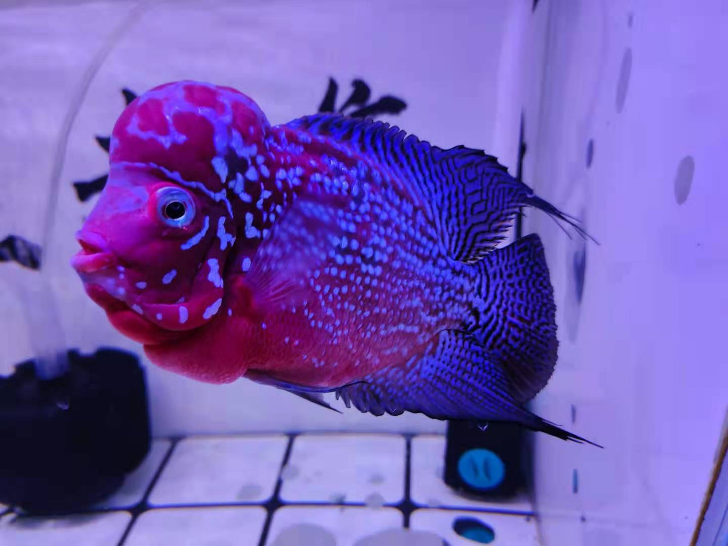 观赏鱼如何防止疾病传染,专业治疗观赏鱼疾病