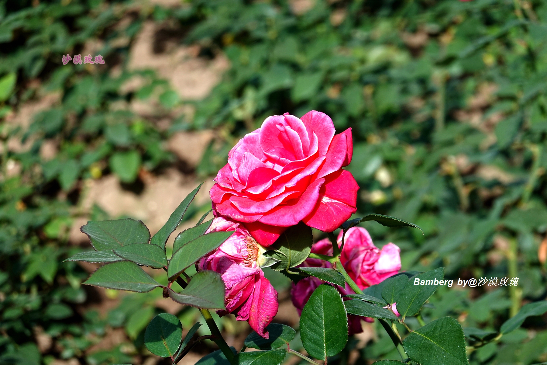 德国的一个小镇,欧洲十大童话小镇