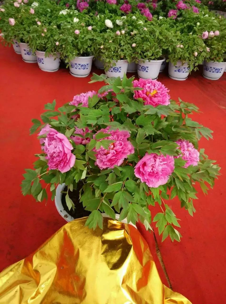 想种花卉怎么种,想要种植花卉大棚怎么入手