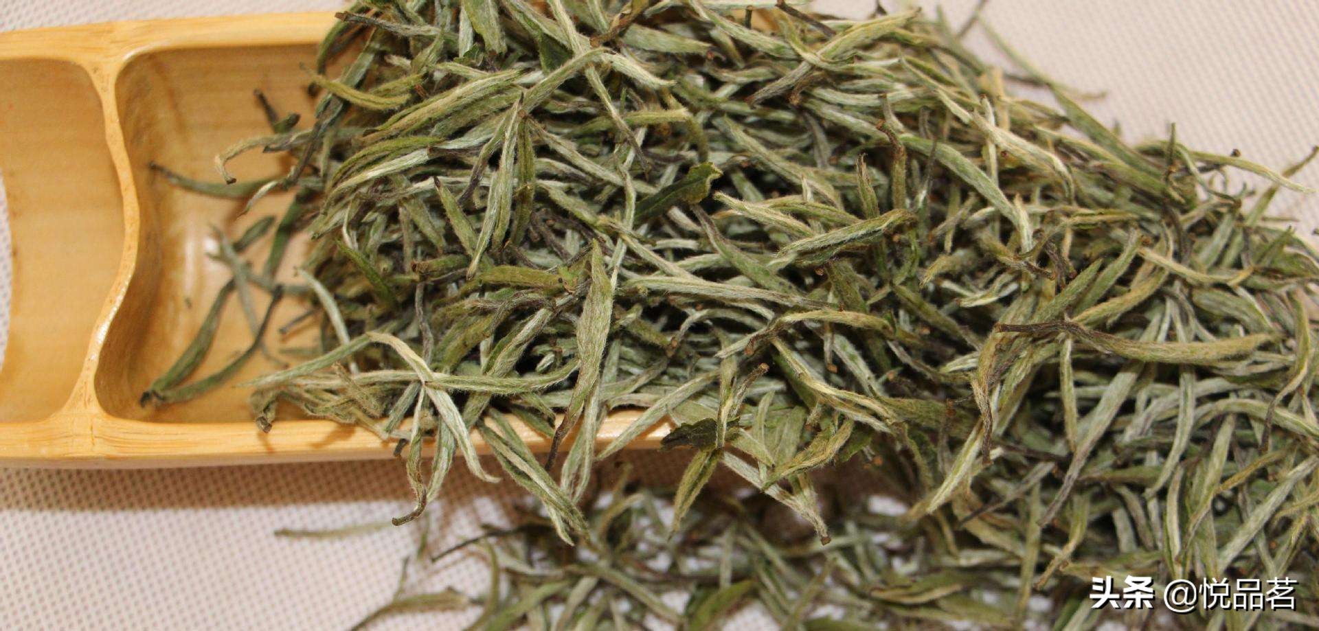 白毫银针分北路银针和西路银针,白茶中最顶级的白毫银针