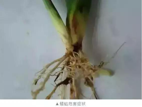 玉米苗期虫害用什么药有效,玉米苗期都有哪些常见虫害图片