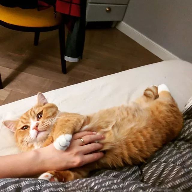 贵族阿比西尼亚猫,神秘的波斯猫