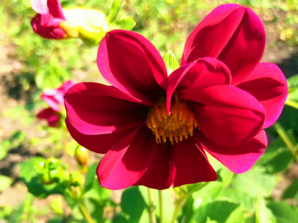 小丽花开花时可换盆,小丽花施什么肥开花多