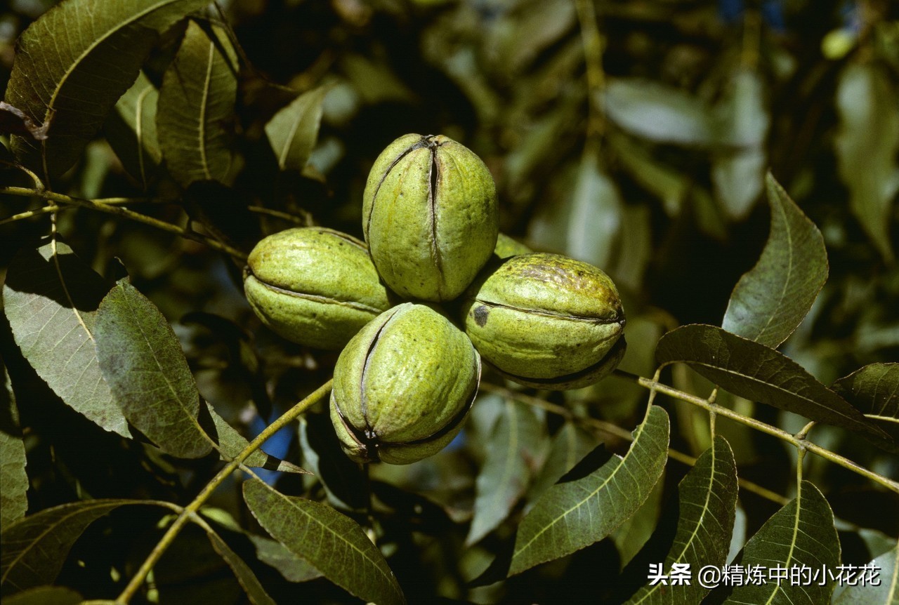 扶贫核桃加工,扶贫核桃油