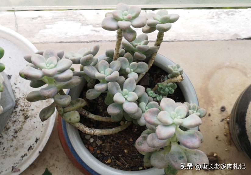 多肉艾伦最美状态,多肉艾伦好度夏吗