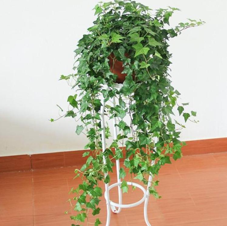 净化空气甲醛最怕的十种花,可以开花净化甲醛的盆栽