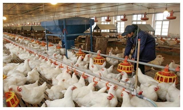 肉鸡13天该预防什么病,肉鸡夏季呼吸道最佳治疗方法