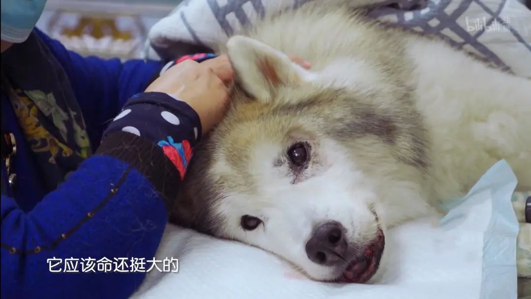 b站高分历史纪录片,2分钟一集的b站纪录片