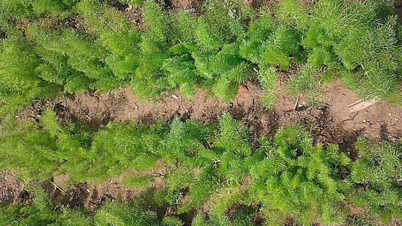 茴香种植最简单方法,茴香怎么种植小技巧简单