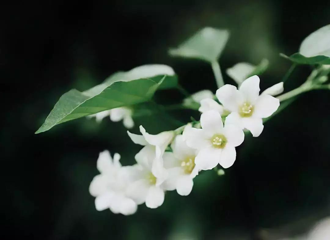 中医刘炳凡,中医刘炳凡治什么病