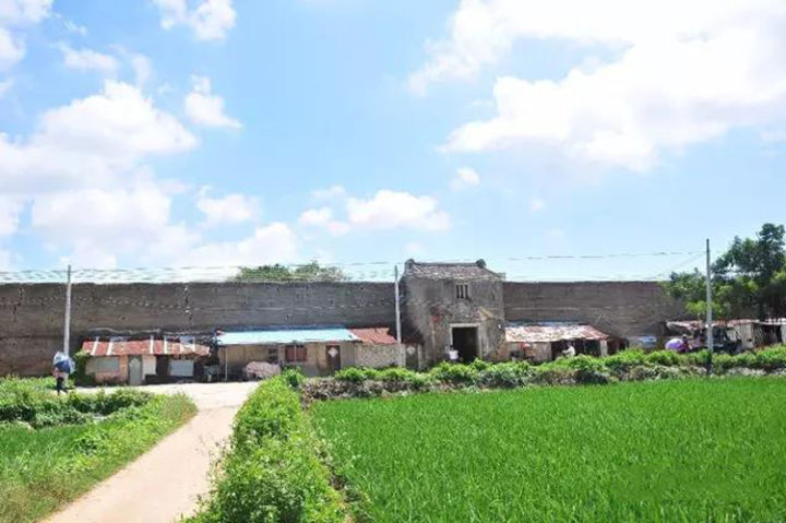 好茶分享南糯山熟普,南糯山的好茶