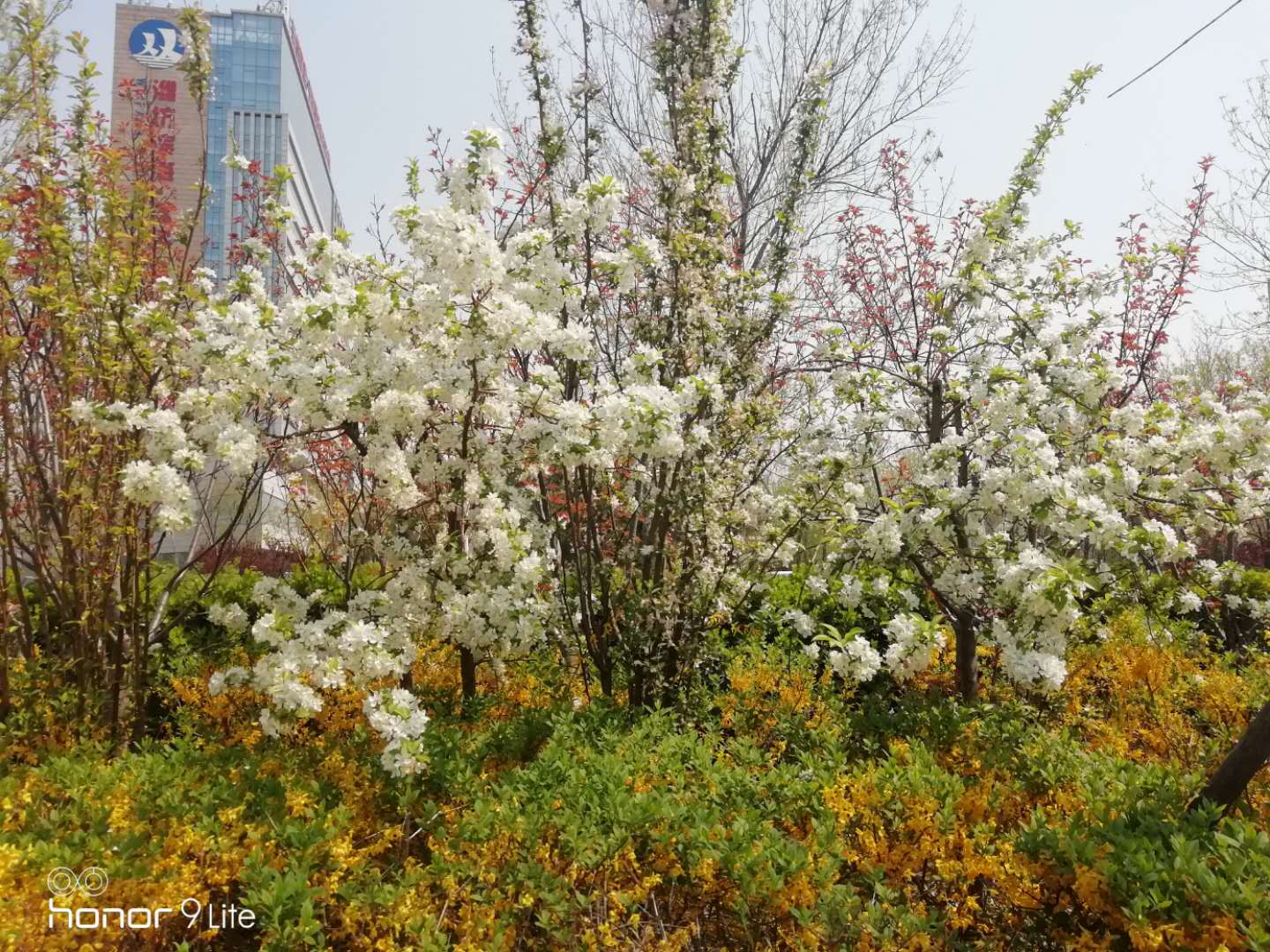 应时之作|春的蝶变