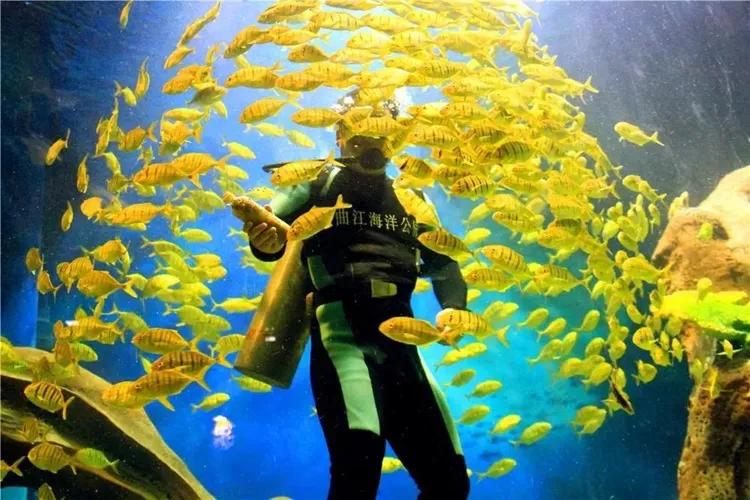 西安景区免票政策,西安市景点优惠政策元旦