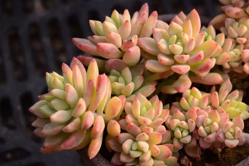 「小美女」景天科风车景天属多肉植物,风车草属和景天属杂交品种