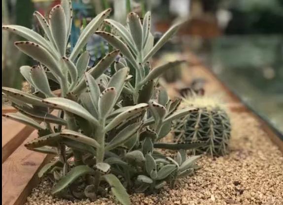 多肉养出状态来有多美？这102种多肉控养上色之后美呆了