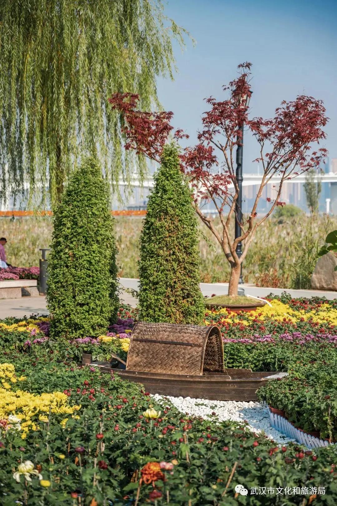 鏉ユ睙婊╄祻鑿婅姳,鑿婅姳鐑傛极