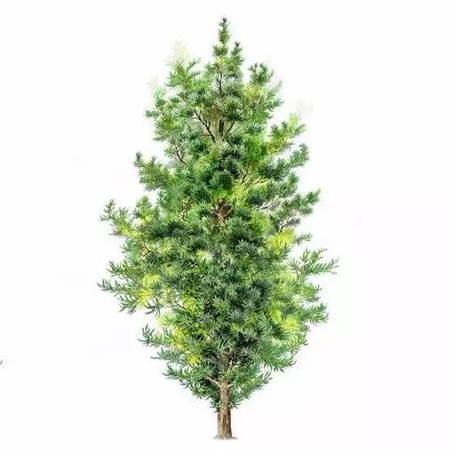 十种不同树叶的画法,五种不同树木的画法简单的