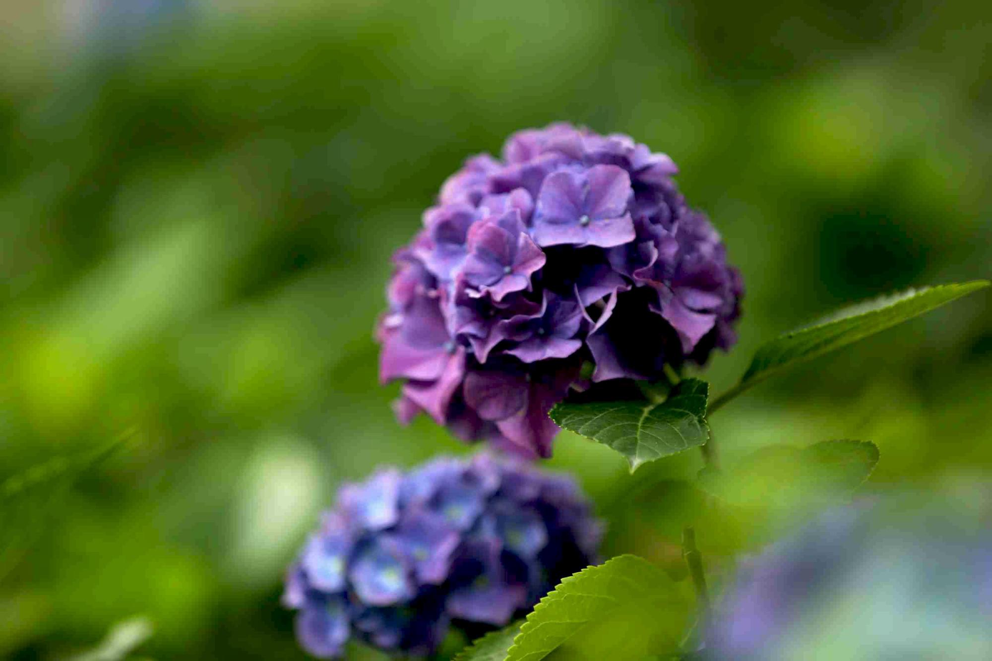 花苞半开就脱落,花苞掉了一地怎么办