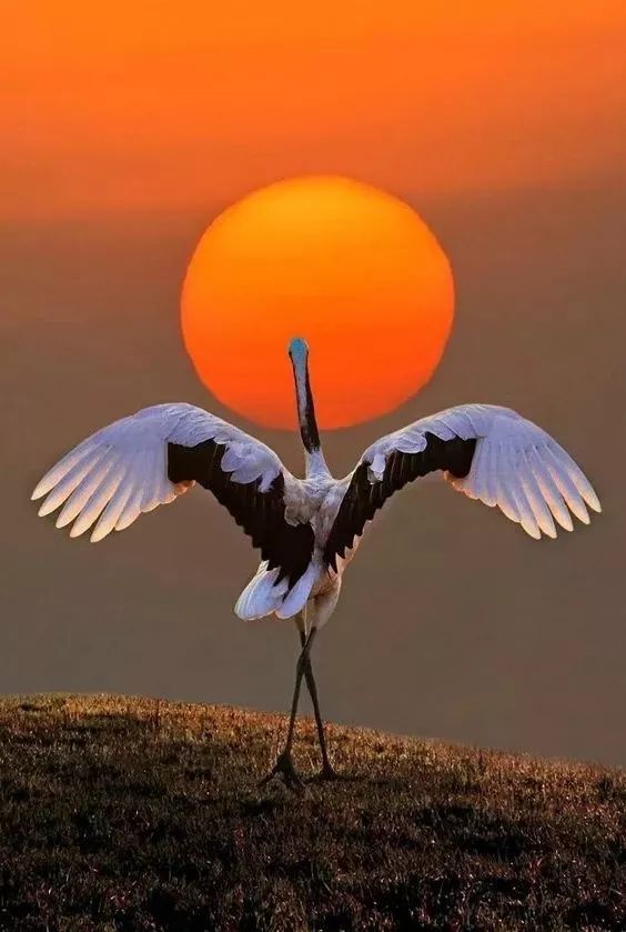 又是一年桃花开的朗诵,一树桃花开诗100首