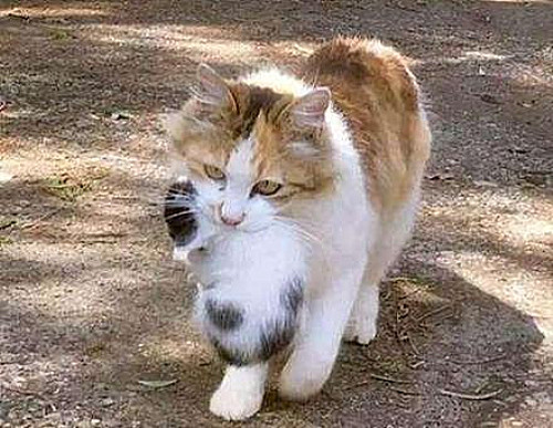 母猫叼着孩子出来,母猫叼着自己的小孩给主人送过去