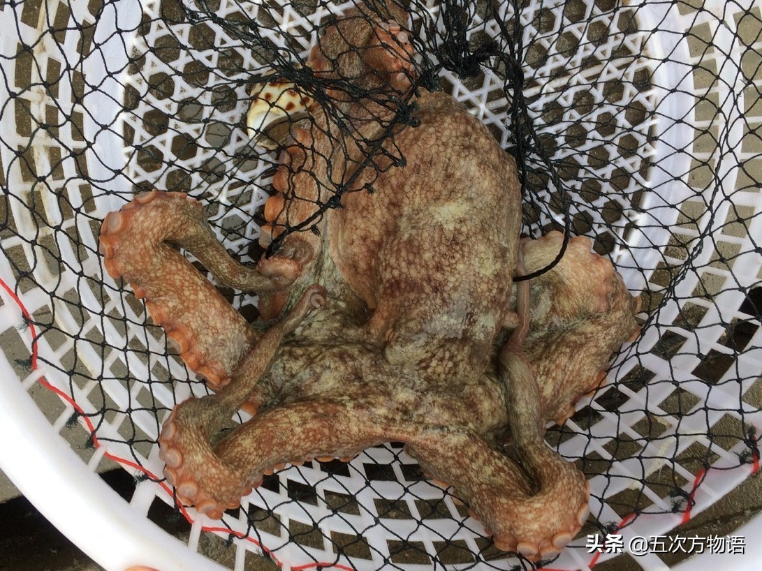 青岛八带馄饨,青岛八带海鲜