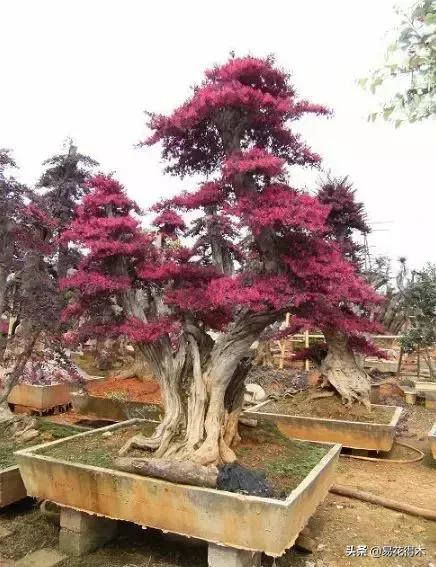 椤剁骇鐧借姳妾垫湪鐩嗘櫙,鐧借姳妾垫湪鐩嗘櫙鏋湪閫㈡槬