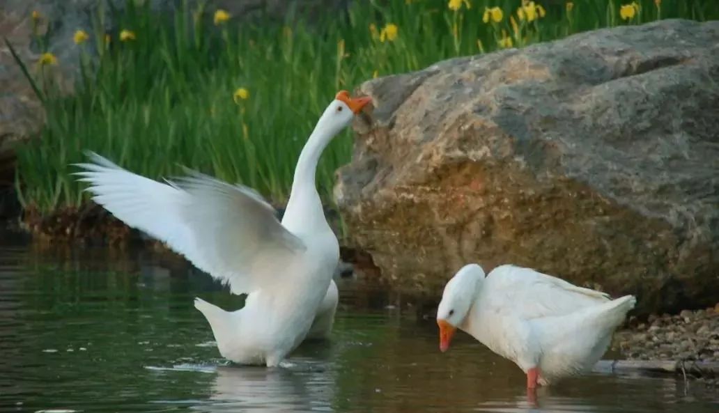 儿童水粉画池塘里的大白鹅,池塘大白鹅儿童画